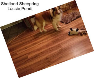 Shetland Sheepdog Lassie Pendi