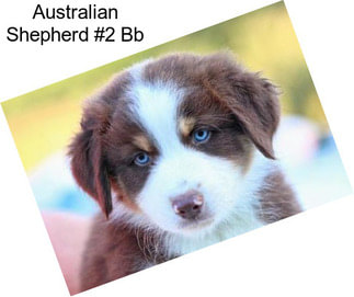 Australian Shepherd #2 Bb