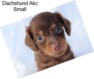 Dachshund Akc Small