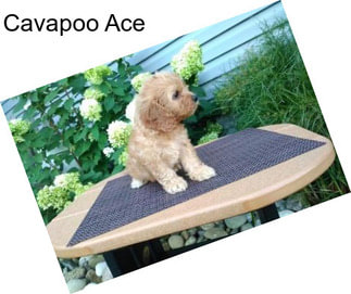 Cavapoo Ace