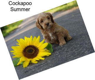 Cockapoo Summer