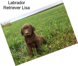 Labrador Retriever Lisa