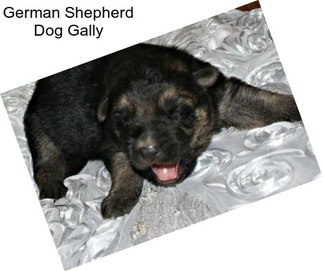 German Shepherd Dog Gally