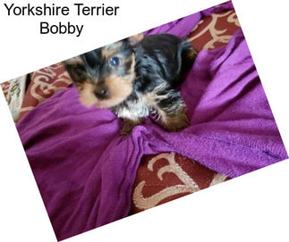 Yorkshire Terrier Bobby