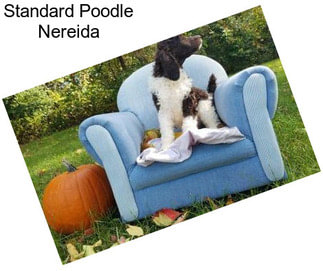 Standard Poodle Nereida