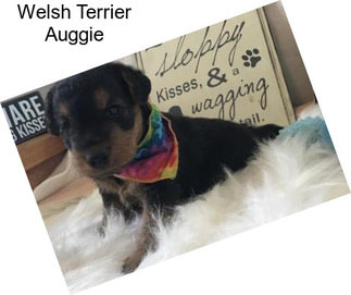 Welsh Terrier Auggie