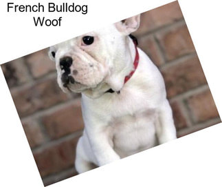 French Bulldog Woof