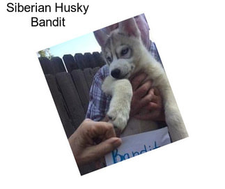 Siberian Husky Bandit