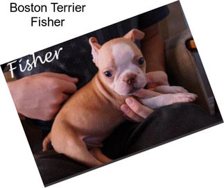 Boston Terrier Fisher