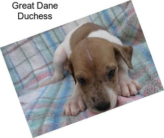 Great Dane Duchess