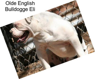 Olde English Bulldogge Eli