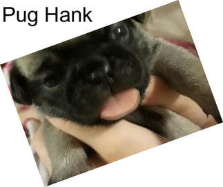 Pug Hank