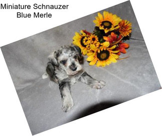 Miniature Schnauzer Blue Merle