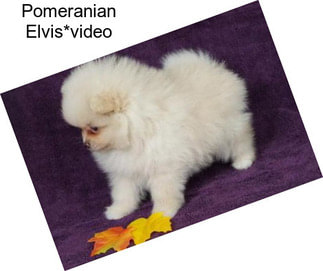 Pomeranian Elvis*video
