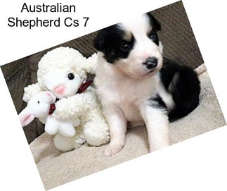 Australian Shepherd Cs 7