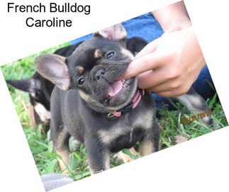 French Bulldog Caroline