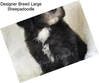 Designer Breed Large Sheepadoodle