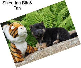 Shiba Inu Blk & Tan