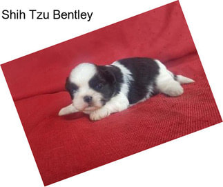 Shih Tzu Bentley