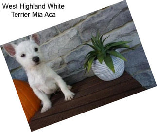 West Highland White Terrier Mia Aca