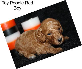 Toy Poodle Red Boy