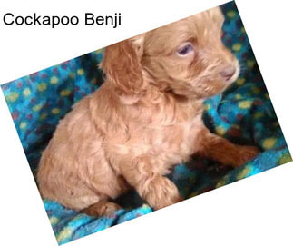 Cockapoo Benji