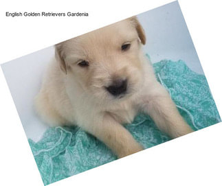 English Golden Retrievers Gardenia