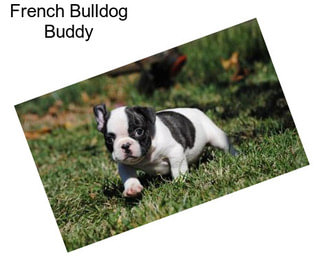 French Bulldog Buddy