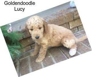 Goldendoodle Lucy