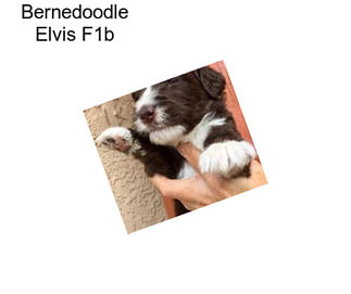 Bernedoodle Elvis F1b