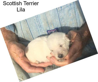 Scottish Terrier Lila