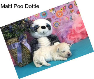 Malti Poo Dottie