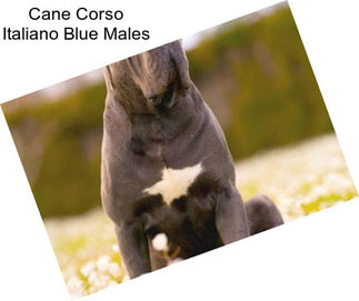 Cane Corso Italiano Blue Males