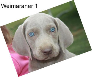 Weimaraner 1