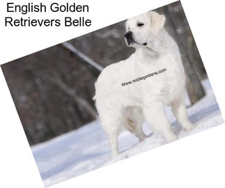 English Golden Retrievers Belle