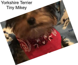 Yorkshire Terrier Tiny Mikey