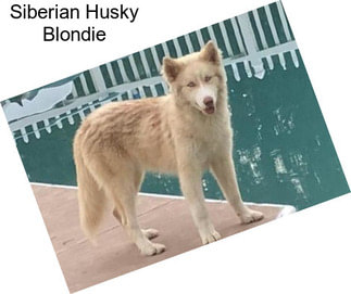 Siberian Husky Blondie
