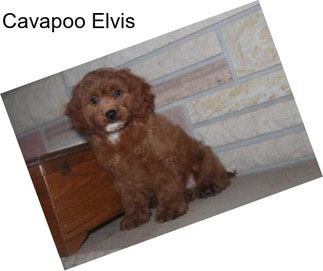 Cavapoo Elvis