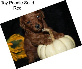 Toy Poodle Solid Red