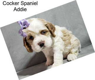 Cocker Spaniel Addie