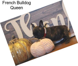 French Bulldog Queen