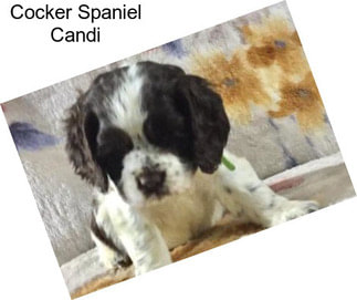 Cocker Spaniel Candi