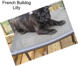 French Bulldog Lilly