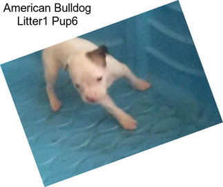 American Bulldog Litter1 Pup6