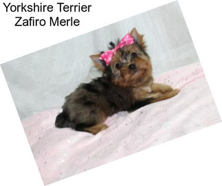 Yorkshire Terrier Zafiro Merle