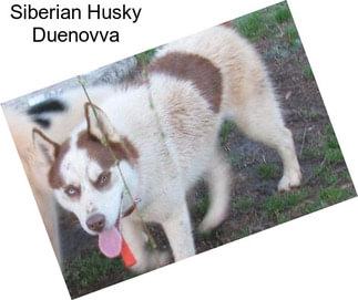 Siberian Husky Duenovva