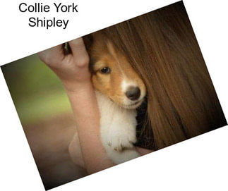Collie York Shipley