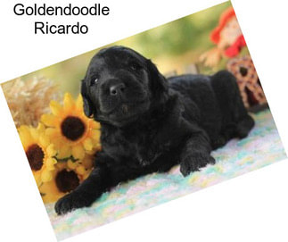 Goldendoodle Ricardo