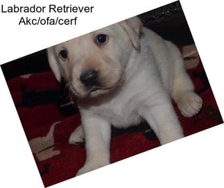 Labrador Retriever Akc/ofa/cerf