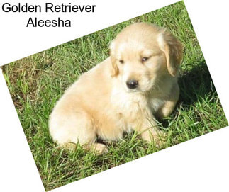 Golden Retriever Aleesha